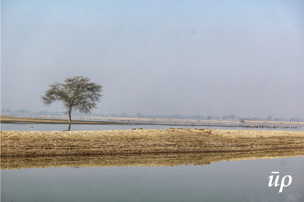 During winters mystic fog envelops the Chandlai and one can not look to the other edge of the expansive lake.