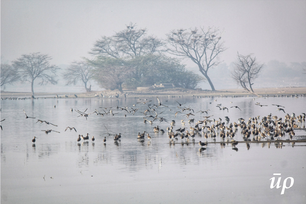 Chandlai attracts migratory birds to its pristine environs during the winter months of November-February.