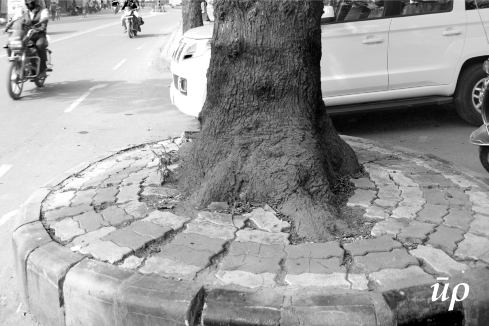 This photograph is the classic instance of the conundrum by municipal authorities while designing for the public realm. To add pavement around tree and allow the tree continue shading the street or to get rid of them.